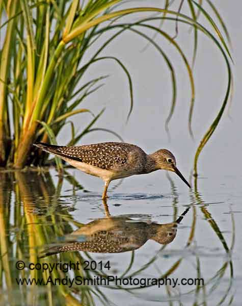 Lesser Yellowlegs in the Grass