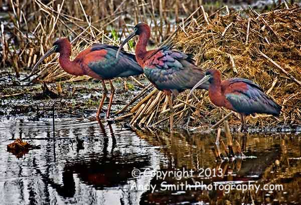 Glossy Ibises in Breeding Plummage