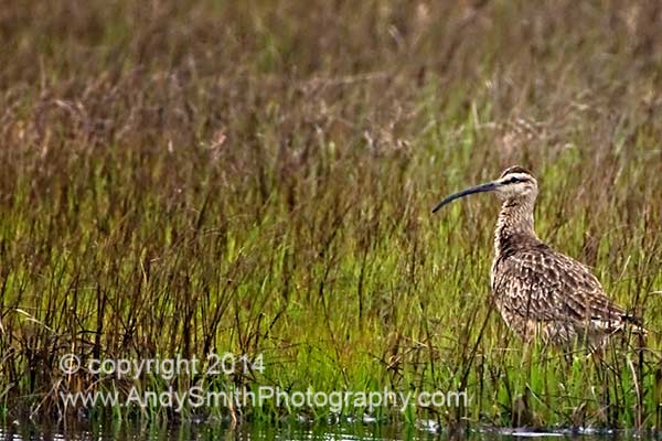 Whimbrel