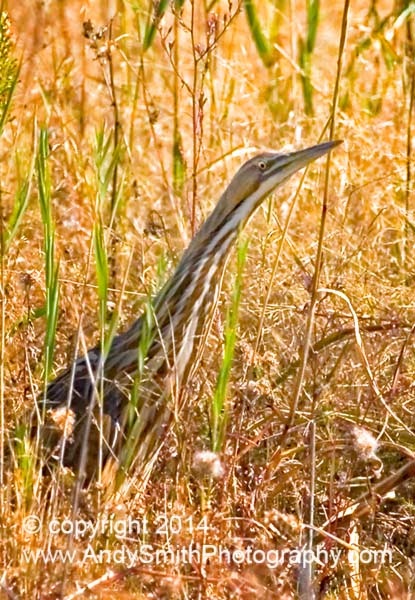 American Bittern