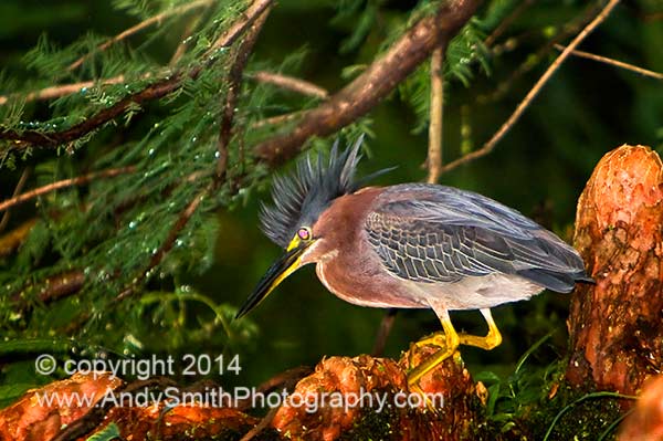 Green Heron in Jenkins Arboretum