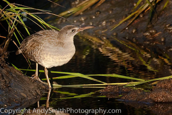 Clapper Rail at Sunset