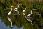 FOur Great Egrets