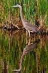 Great Blue Reflection