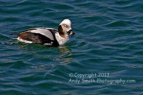 Long-tailed Duck Male