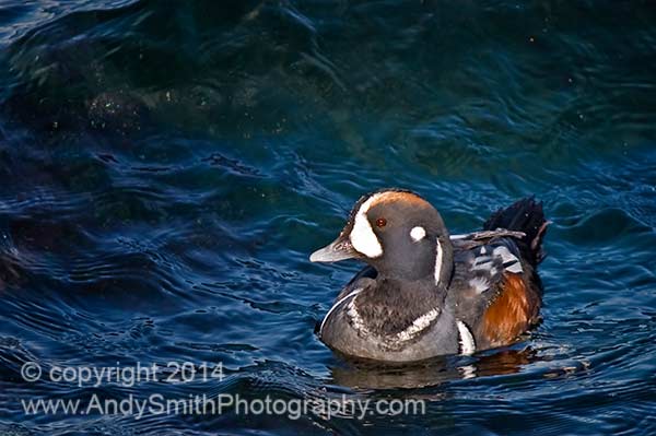 Harlequin Duck Male at Sea