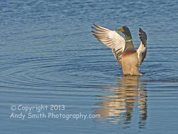 Male Mallard Wing Stretch