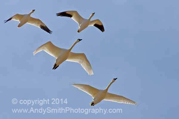 Tundra Swans and Snow Geese in Flight