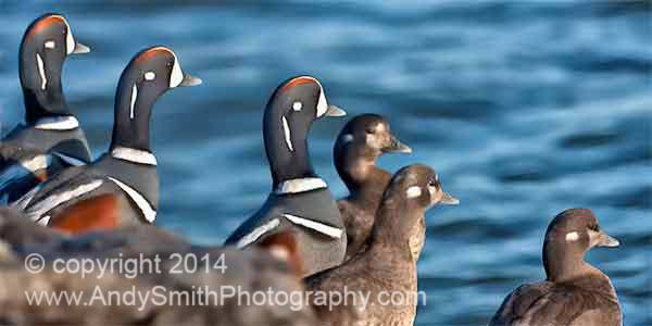 Harlequin Ducks in a Row
