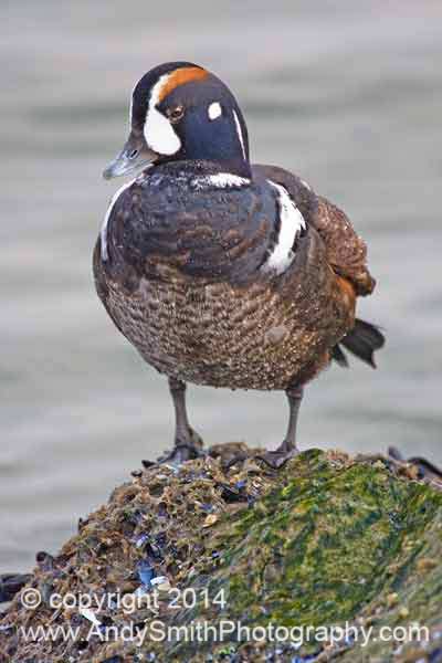 Harlequin Duck Male