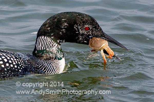 Common Loon with Crab Closeup