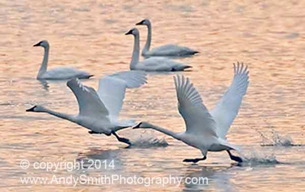 Tundra Swans in Flight at Sunrise 2