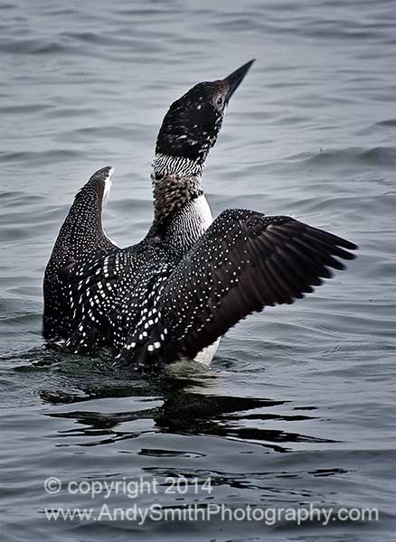 Common Loon Wingstretch