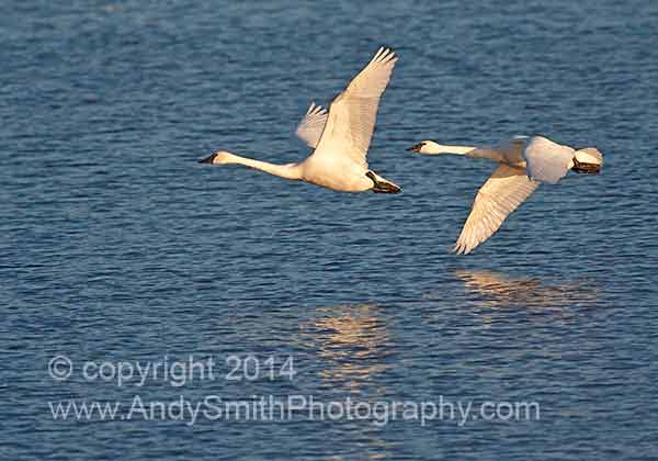 Tundra Swan Pair in Flight