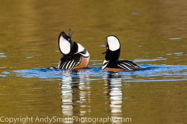 Male Hooded Merganser Exhibiting Mating Behavior with Another Male