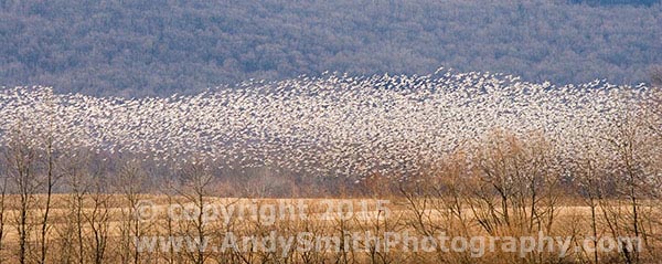 Snow geese over the corn field