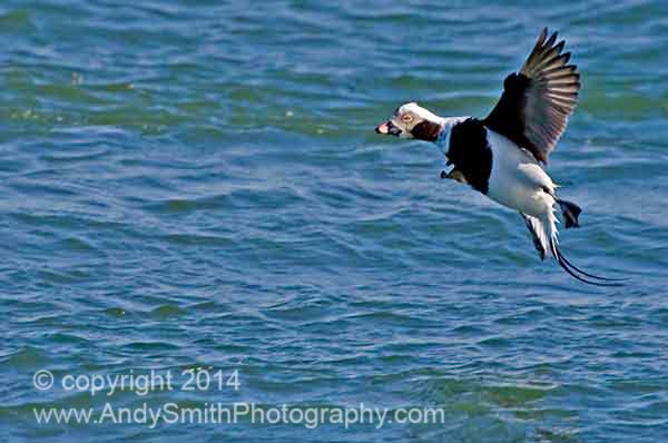 long-tailed Duck Landing