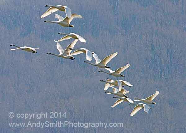 Tundra Swans in Flight at Sunrise