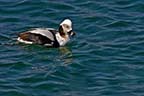 Long-tailed Duck Male