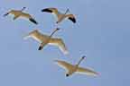 SMow Geese and Tundra Swans i Flight