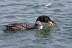 Common Loon with Crab