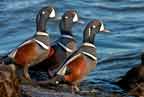 Three Harlequin Ducks in a Row