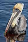 Brown Pelican i Breedign Plumage