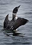 Common Loon Wingstretch