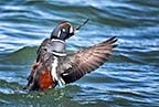 Harlequin Duck Wingstretch