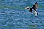 Long-tailed Duck landing