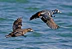 Harlequin Ducks in Flight
