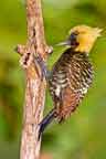 Golden  Crested Woodpecker Brazil