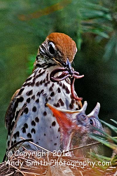 Wood Thrush Feeding the Young