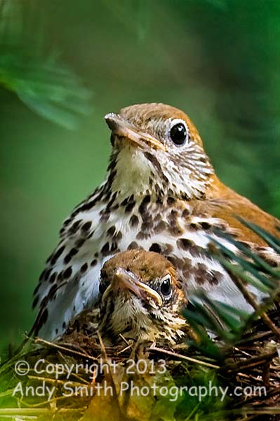 Wood Thrush Mother and Young on Nest
