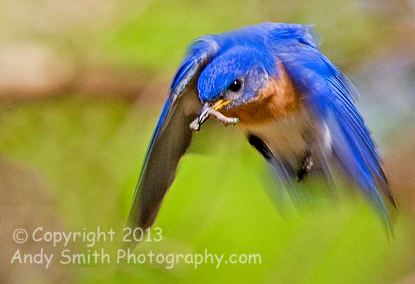 Eastern Bluebird Male in Flight