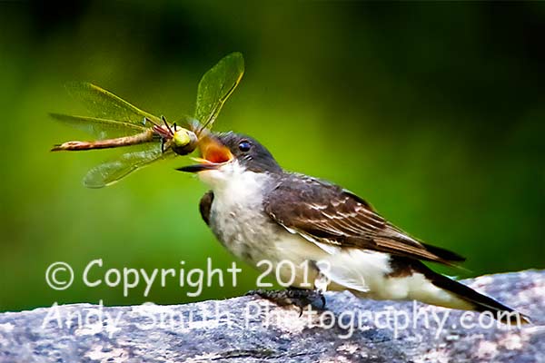 Eastern Kingbird with Dragonfly