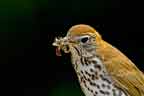 Woood Thrush with a Mouthful