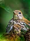 Wood thrush mother and baby innest