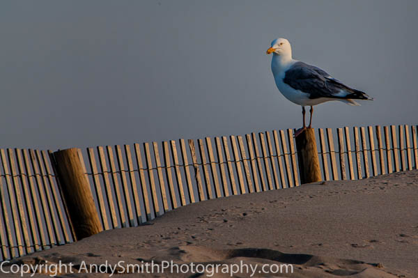 Great Black-backed Gull on the Fence