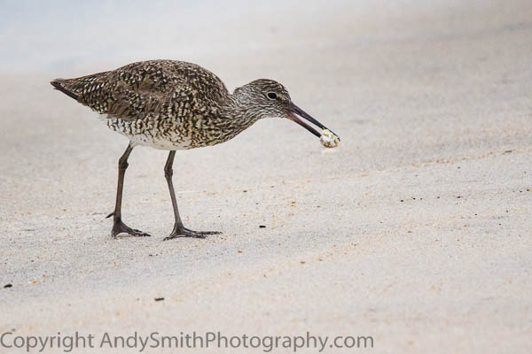 Willet with Crab for Dinner