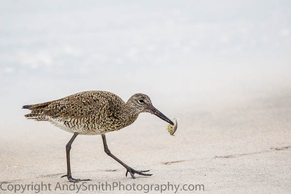 Willet with Crab