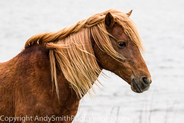 
Pony Portrait