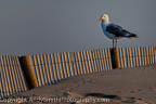 Great Black-backed Gull on Fence