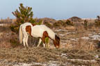 Pony Near the dunes