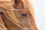 Eye of the Pony