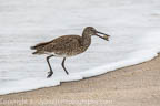 Willet with Dinner
