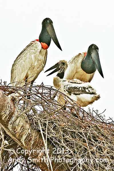 Jabiru Family on Nest