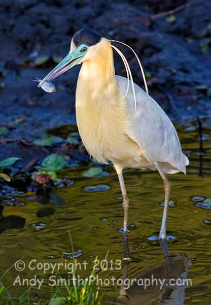 Capped Heron with Fish