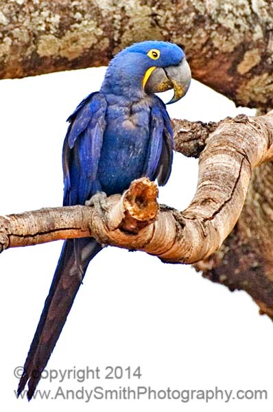 Hyancinth Macaw