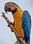 BLue and Yellow Macaw